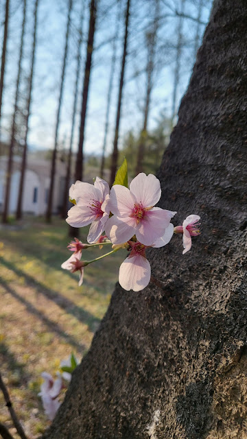 봄소식을 알리는 벚꽃 개화시기와, 벚꽃 명소