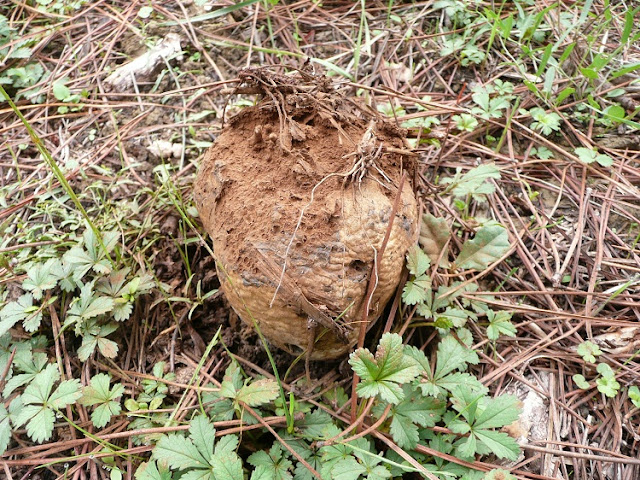 Funghi Campagna Toscana Pisolithus Arhizus