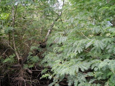 Timbó blanco (Pseudalbizzia inundata)