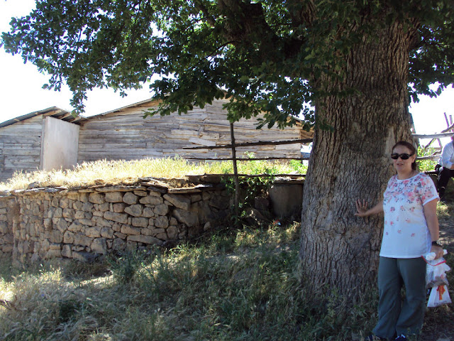 Η κυρία Σοφία Πεσκελίδου στο μεγάλο δέντρο στο κέντρο του χωριού Χάχαυλα, το οποίο φύτεψε ο προπάππους της. Πίσω οι διάταξη των λίθων μαρτυρά την ύπαρξη εκκλησίας
