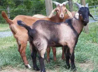 Kambing Kejobong