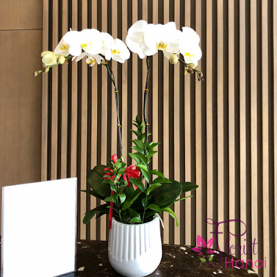 White moth orchid arrangement