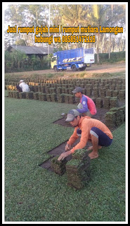 Jual rumput taman gajah mini lamongan plus tanam ( foto foto kerja terbaru kita) April Tahun 2024