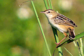 Cisticola juncidis, bird, Streaked Fantail Warbler, Okinawa, nature