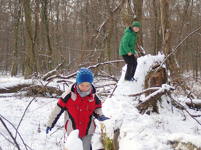 Puszcza Niepołomicka zimą, koniec ferii zimowych 2019, grzyby 2019, grzyby zimą, grzyby pod śniegiem