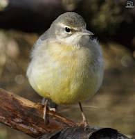 Lavandera cascadeña (Motacilla cinerea)