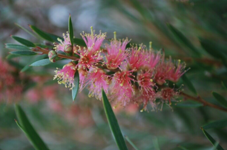 Premium%20200%20Seeds%20River%20Bottlebrush%20Pink%20Callistemon%20sieberi