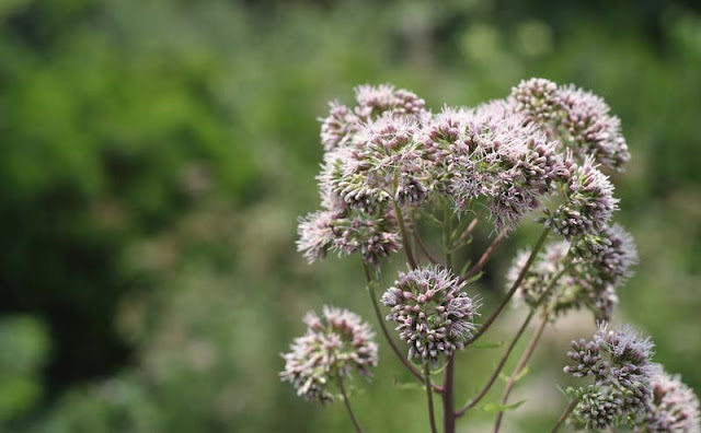 Joe-Pye Weed Flowers