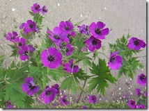 alnwick garden geraniums2
