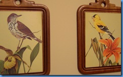 bird pictures 004