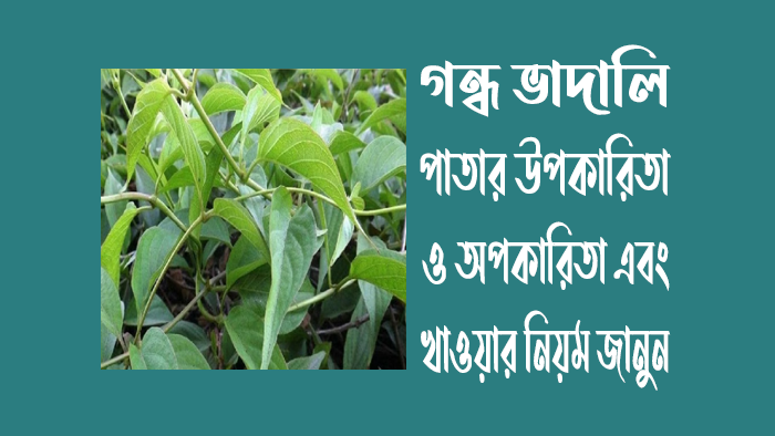 তাহলে চলুন সুপ্রিয় পাঠাক, এই আর্টিকেলটি প্রথম থেকে শেষ পর্যন্ত মনোযোগ সহকারে ও ধৈর্য ধরে পড়ার মাধ্যমে জেনে নিন গন্ধ ভাদালি পাতার উপকারিতা ও অপকারিতা। আশা করি আজকের এই আর্টিকেলটি পরে আপনি অনেক উপকৃত হবেন।