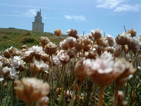 Flower and Tower   Sprint in Tower of Hercules (Corunna, Spain)   by E.V.Pita   http://evpita.blogspot.com/2011/05/flower-and-tower-flores-torre-de.html   Flores + Torre de Hércules  (Primavera en Torre de Hércules, A Coruña)  por E.V.Pita