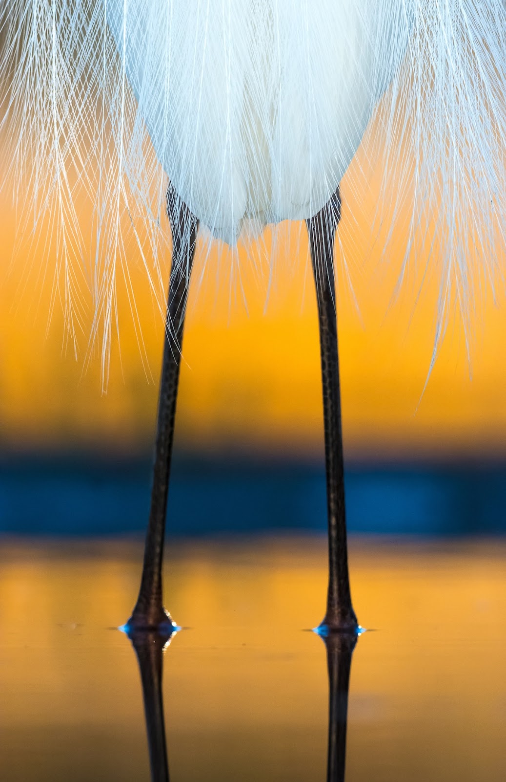 Mind-Blowing Pictures - Winners Of The 2019 Bird Photographer Of The Year Contest