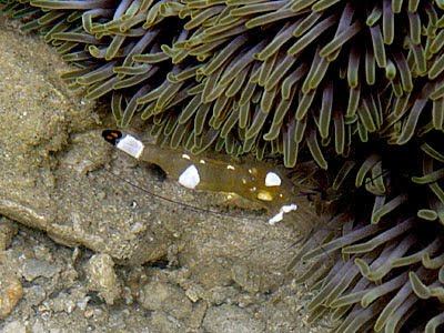 Anemone Shrimp (Periclimenes brevicarpalis)