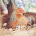 Việc ấp trứng ở các loài chim có vai trò gì?
