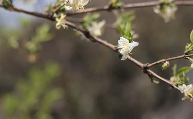 Lonicera Fragrantissima Flowers