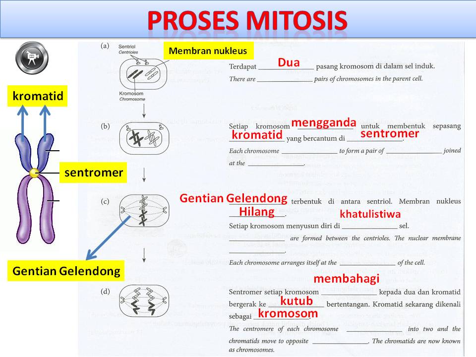 Amali Proses Sains Tingkatan 3 Jawapan 2019 | Anirasota