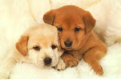 Too Cute Baby Puppies 1