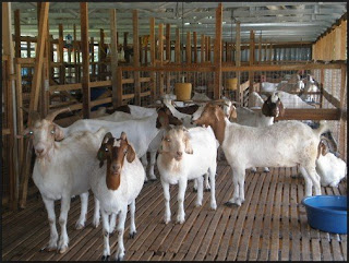 peternakan-kambing-etawa