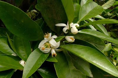 Orange Blossoms: photo by Cliff Hutson