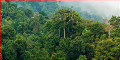 Bioma Hutan hujan tropis