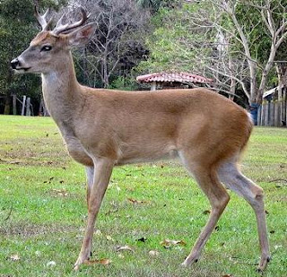 Venado joven de perfil