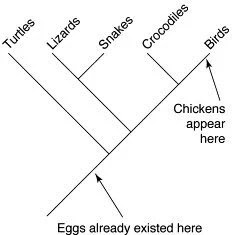 Qué vino antes, el huevo o la gallina?