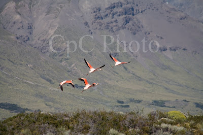 Chilean Flamingos Photo