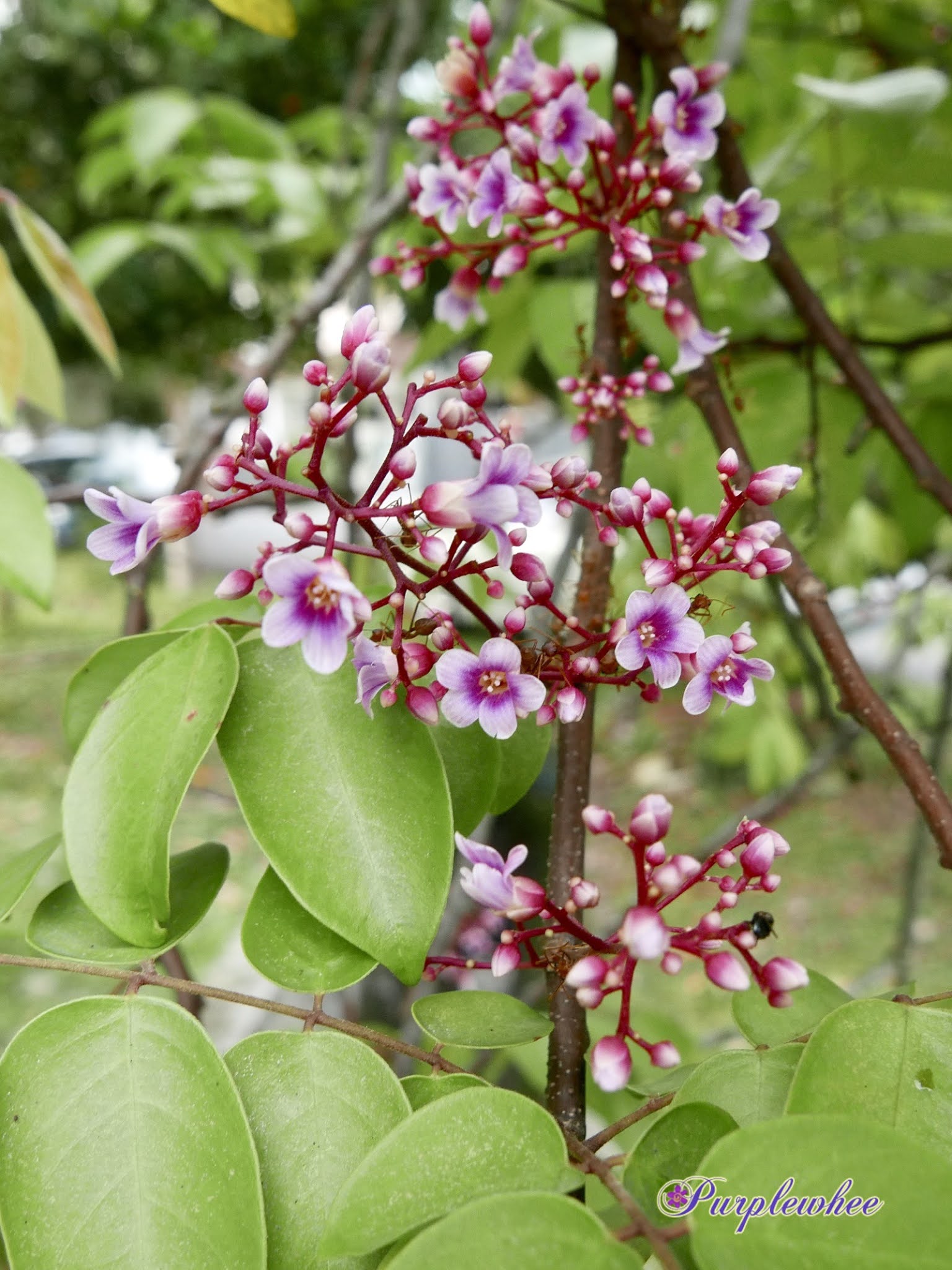 薇薇花园 杨桃花