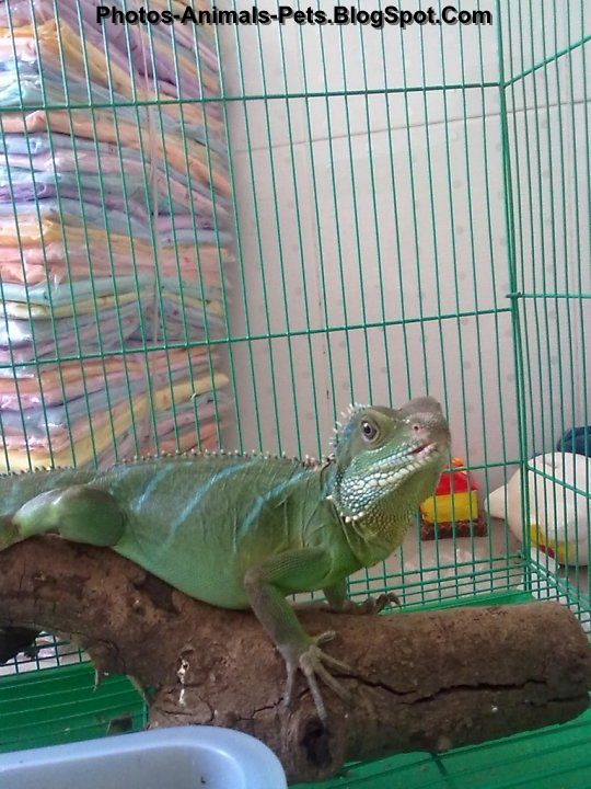 Pet chinese water dragon