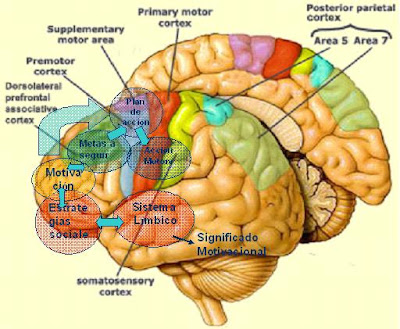 Cerebro