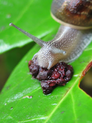 Escargot 003 - Leuze-en-Hainaut - Belgique - Anne-Sarine Limpens - 2008