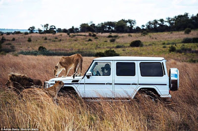 big cats-Lion whisperer Kevin Richardson-hotographer Adrian Steirn-