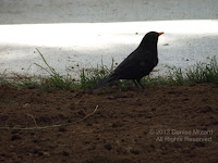 Common blackbird silhouette. Brooklands Park, New Plymouth, North Island, New Zealand - photo by Denise Motard, Feb. 2013