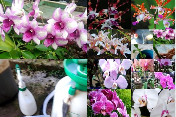 pupuk bunga anggrek, orchid fertilizer,cara perawatan anggrek, way orchid care,bunga, flower,cara, way,budidaya, cultivation,jenis, type, price,koleksi, collection,dendrobium,color, media tanam,growing media,cara menanam, how to grow,gambar, picture, Flower, roses, how to plant roses, meaning of roses,ret,white,blue,orchid,