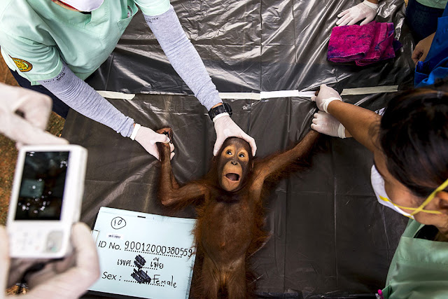 A Thai veterinarian takes a picture of a 2-year-old orangutan during its health examination at Kao Pratubchang Conservation Center