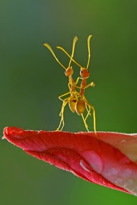 10 Adorable Pictures Of Animals In Love For Valentine's Day