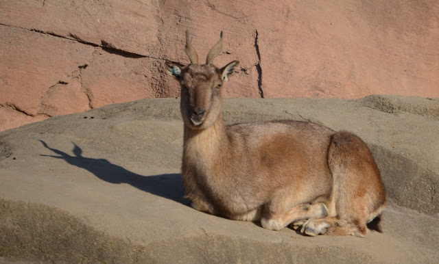 A markhor takes a sun bath on a rock