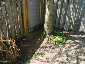 Toronto Gardening Company Riverdale Backyard Spring Cleanup After by Paul Jung Gardening Services