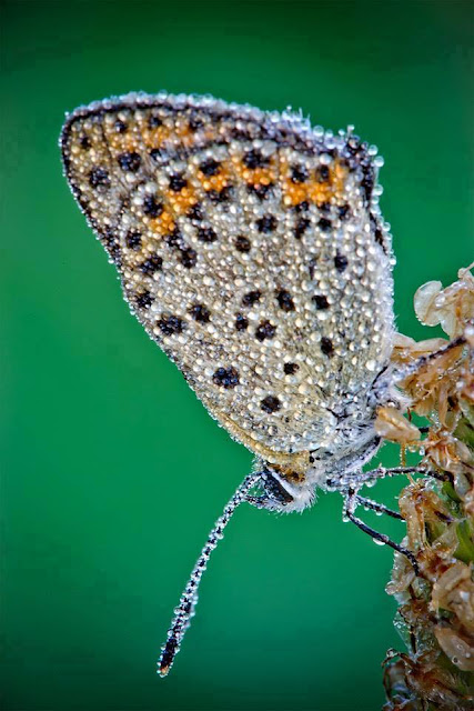 Macro Photographs of Dew-Covered Dragonflies and Other Insects 