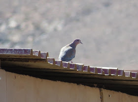 Laughing Dove - Embalse de los Molinos, Fuerteventura