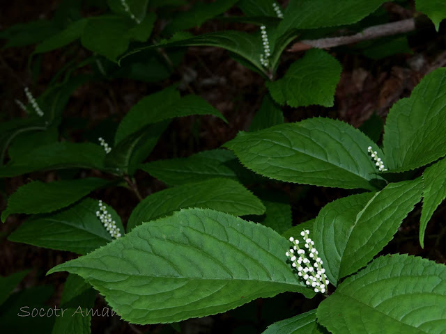 Chloranthus serratus