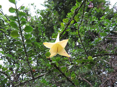 Lily thorn - Catesbaea spinosa