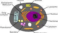 Is There A Central Vacuole In An Animal Cell - Free Cliparts Vacuole, Download Free Clip Art, Free Clip ... / Also in a plant cell there is only one vacuole the large central vacuole.