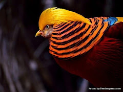 10 Spesis Burung Paling Cantik Di Dunia