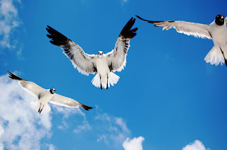 Seagulls wallpaper