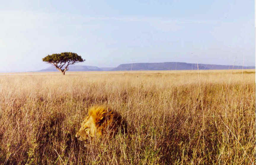 grassland biome animals. grasslandsgrassland biomes