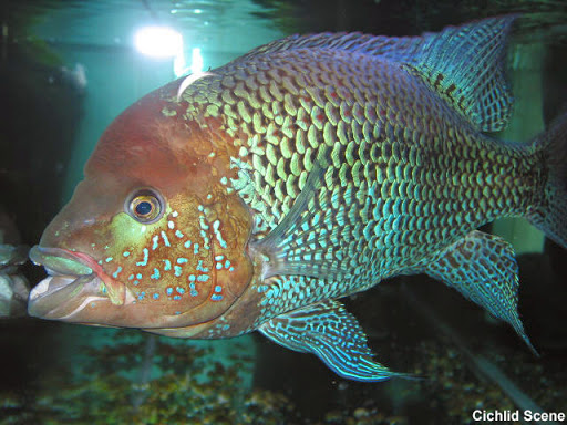 ikan cichlid paling agresif