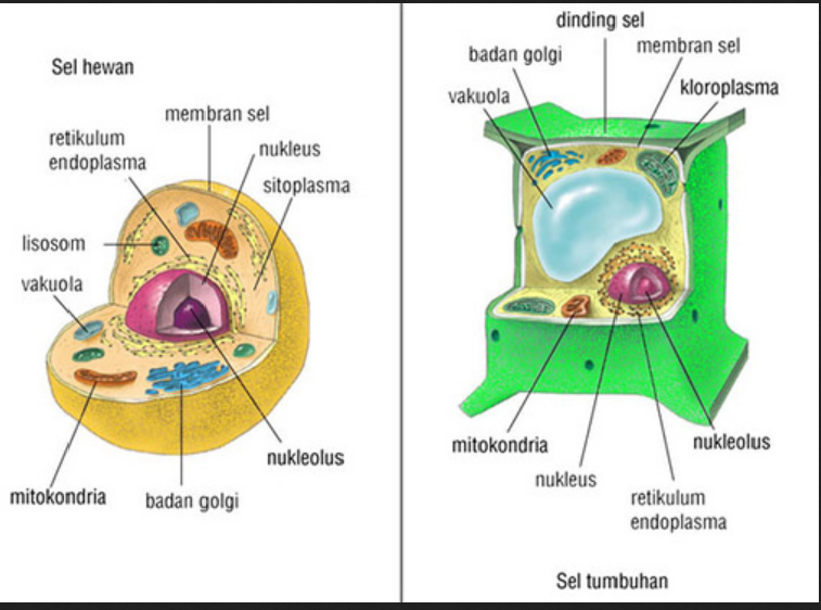 Pengertian Sel dan Bagian-Bagian Sel  Artikelsiana