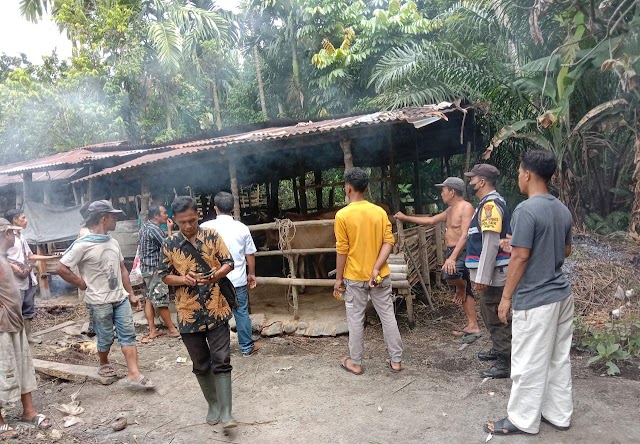 Sosialisasi Wabah PMK, Bhabinkamtibmas Polsek Sipispis Sambangi Peternak di Desa Bajadolok 